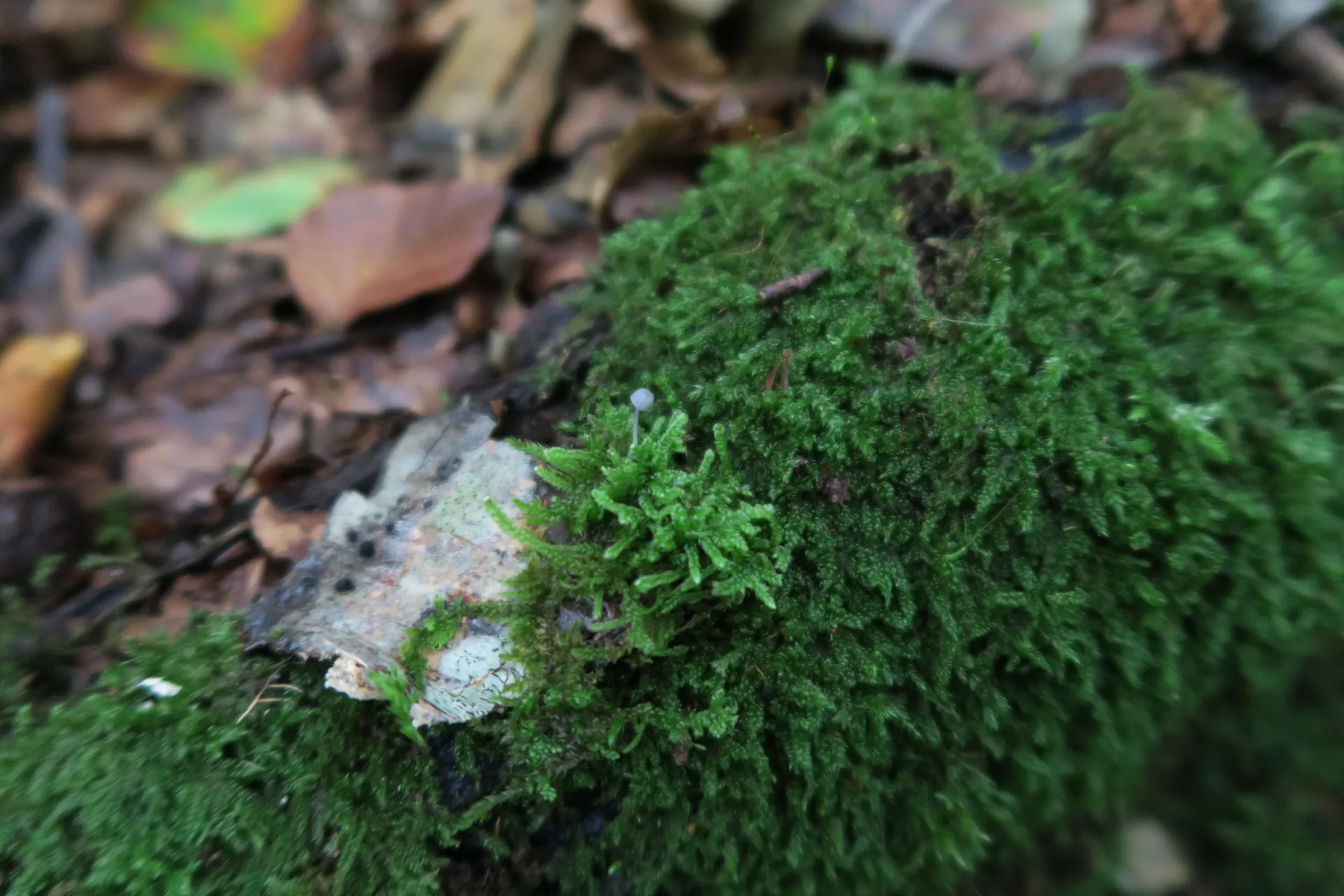 Mycena pseudocorticola - 1